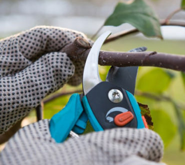 taille et entretien du jardin